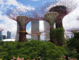 Singapour - Gardens By The Bay : Supertrees Groves